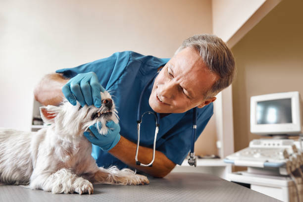 Best After-Hours Emergency Dentist in Francis, UT